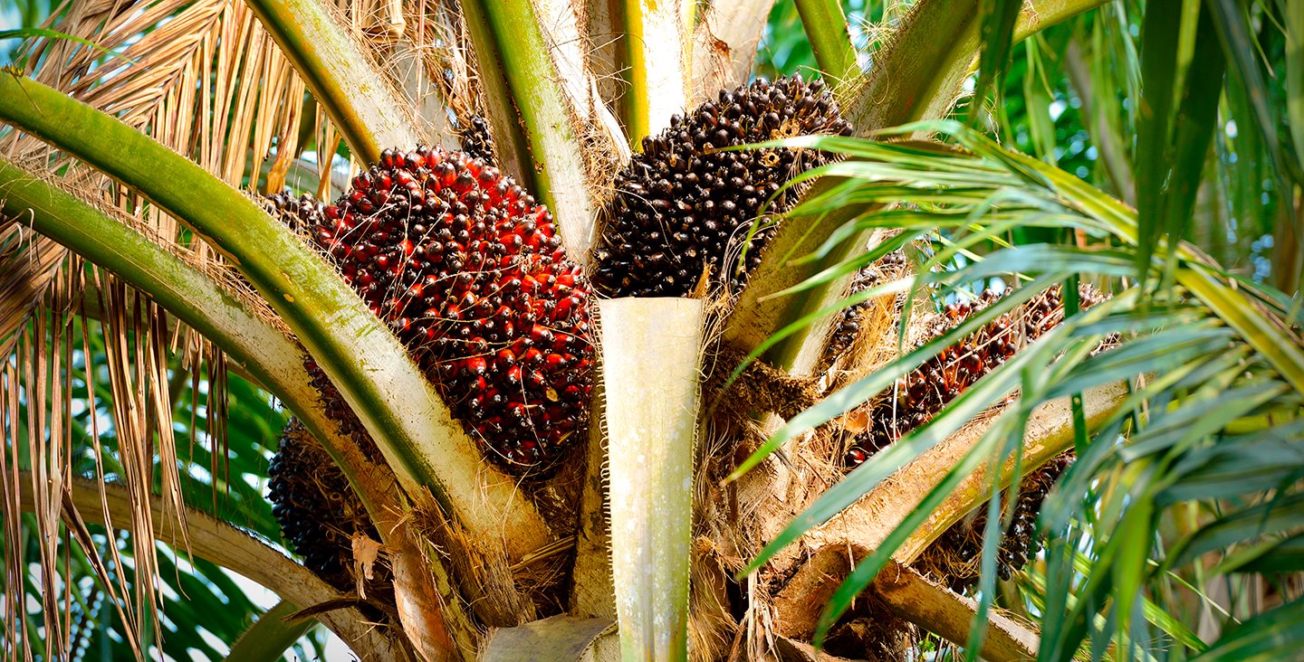 Warum Palmöl & Co unsere Zukunft bestimmen