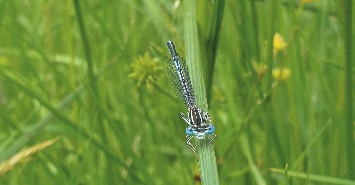 Biodiversität für einen gesunden Planeten