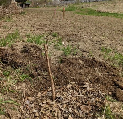 Zukunftsgarten Quellwasser – außerschulischer Lern- und Gemeinschaftsort in Freistadt