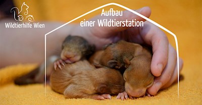 Wildtierhilfe Wien - Aufbau einer Wildtierauffangstation in Wien