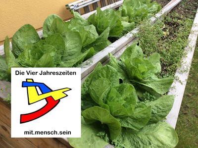 Anlegen eines Gemüsegarten