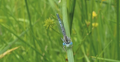 Biodiversität für einen gesunden Planeten